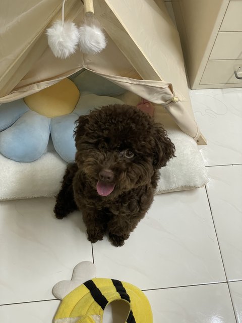 Pupu - Poodle Dog