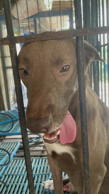 Cute Baby - Pit Bull Terrier Mix Dog