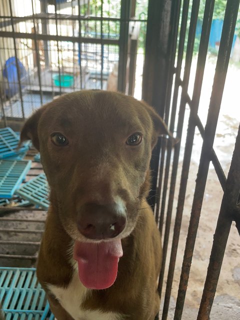 Cute Baby - Pit Bull Terrier Mix Dog