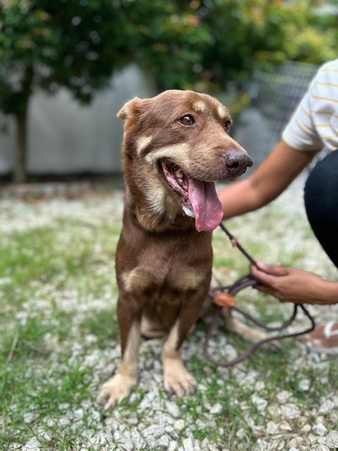 Sydney - Mixed Breed Dog