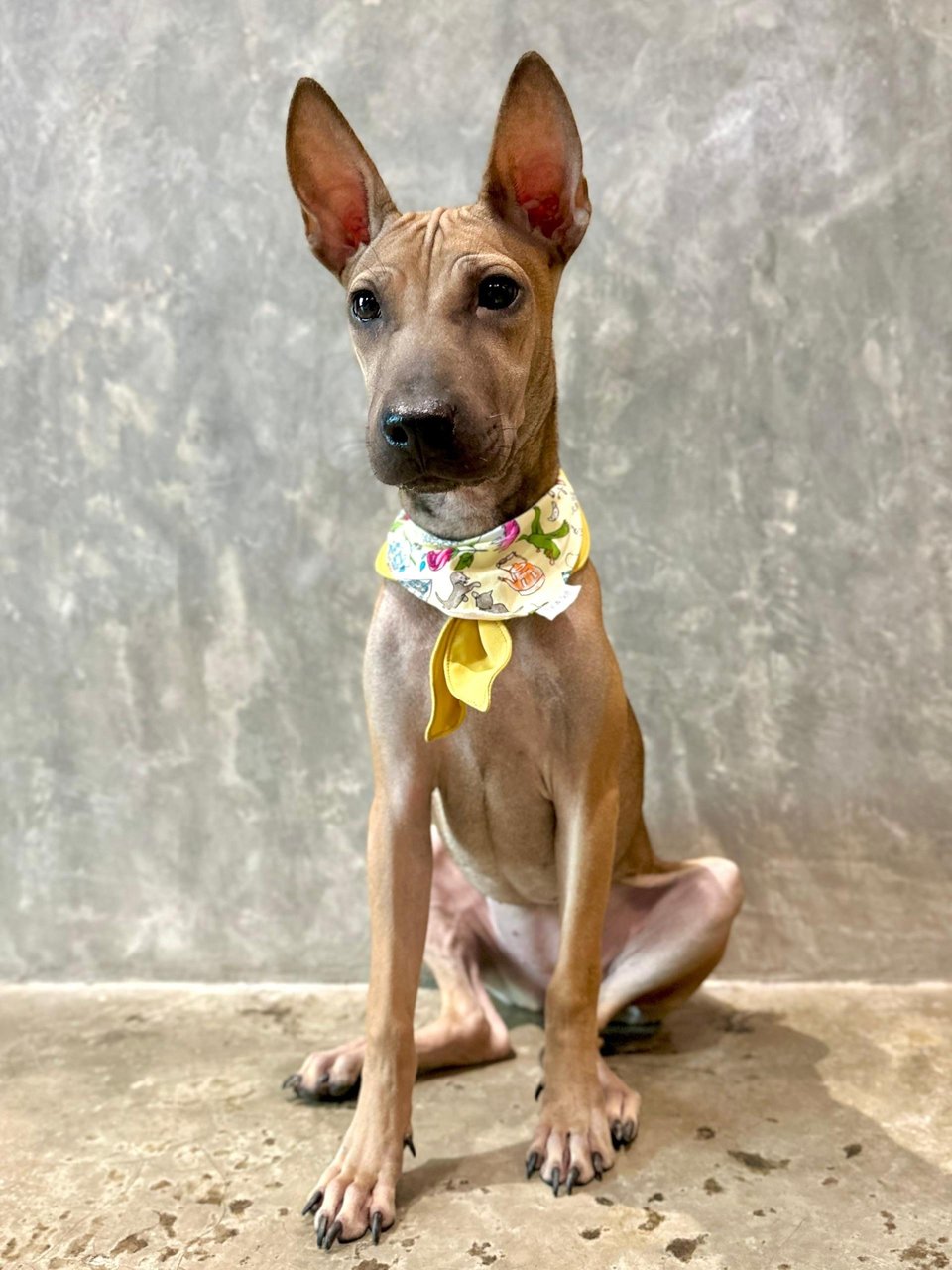 Alexa - Shar Pei Mix Dog