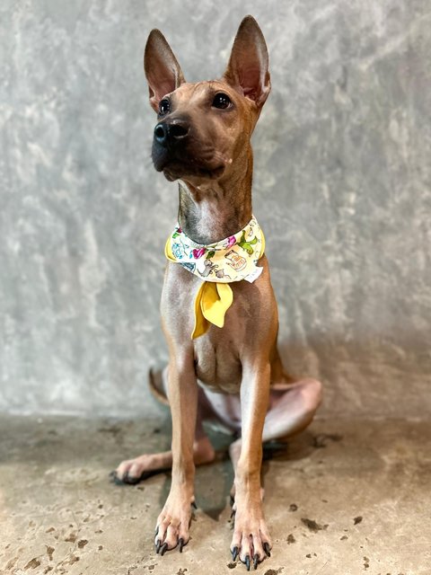 Alexa - Shar Pei Mix Dog