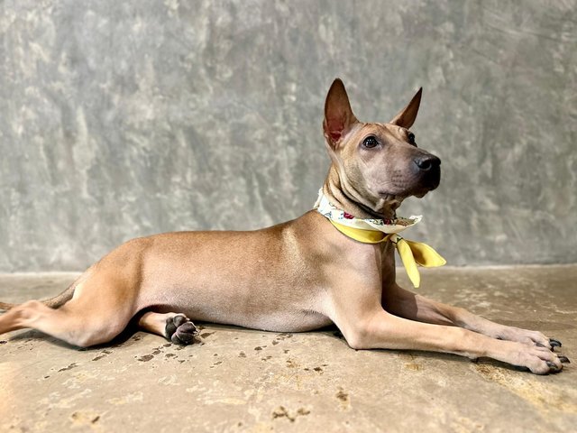 Alexa - Shar Pei Mix Dog