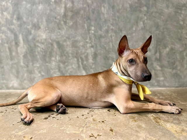 Alexa - Shar Pei Mix Dog