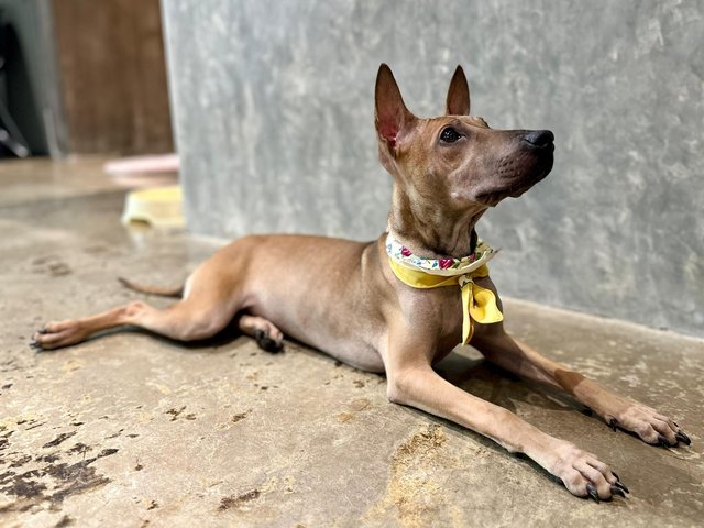 Alexa - Shar Pei Mix Dog