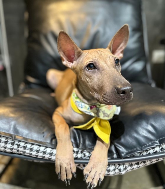 Alexa - Shar Pei Mix Dog