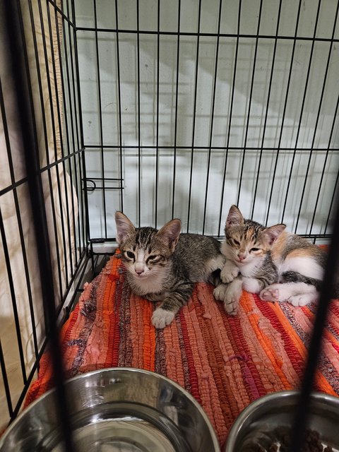 Trio &amp; Cola - Calico + Tabby Cat