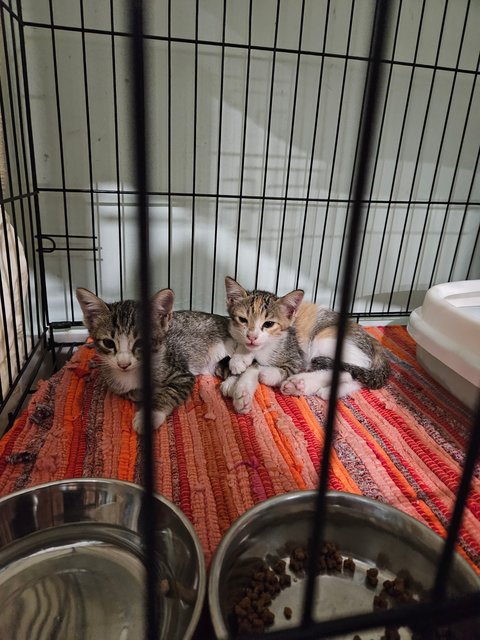 Trio &amp; Cola - Calico + Tabby Cat