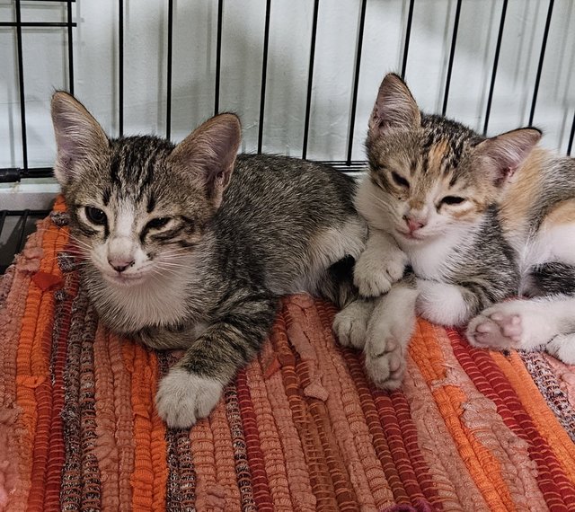 Trio &amp; Cola - Calico + Tabby Cat