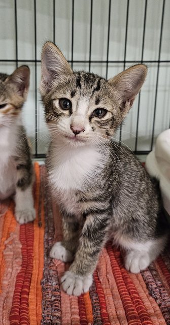 Trio &amp; Cola - Calico + Tabby Cat