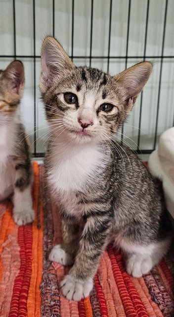 Trio &amp; Cola - Calico + Tabby Cat