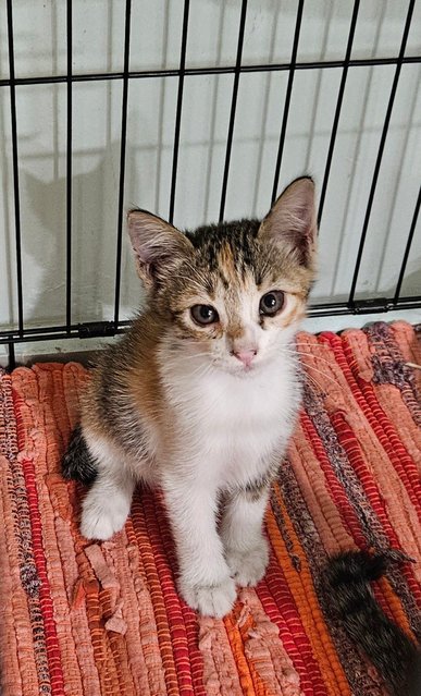 Trio &amp; Cola - Calico + Tabby Cat