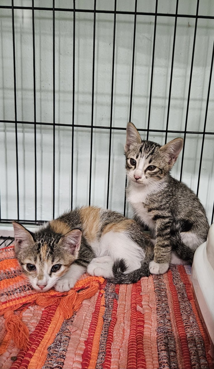 Trio &amp; Cola - Calico + Tabby Cat