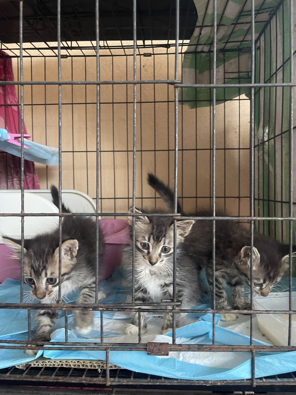 3 Musketeer - Dilute Calico + Domestic Medium Hair Cat