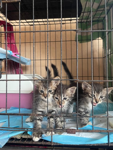 3 Musketeer - Dilute Calico + Domestic Medium Hair Cat