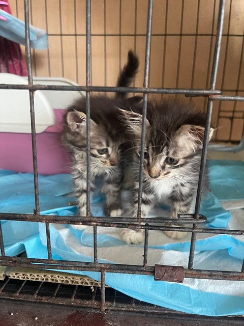 3 Musketeer - Dilute Calico + Domestic Medium Hair Cat