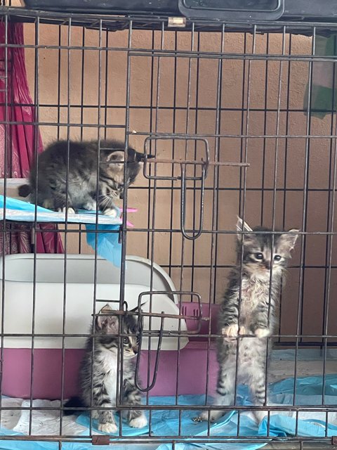 3 Musketeer - Dilute Calico + Domestic Medium Hair Cat