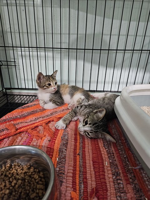 Trio&amp;cola - Calico + Domestic Short Hair Cat
