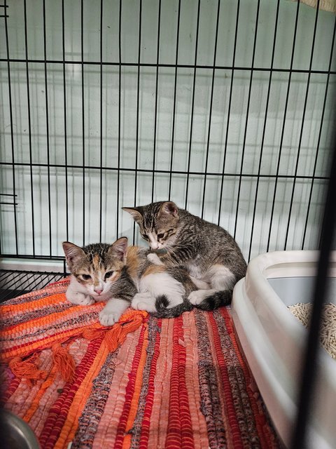 Trio&amp;cola - Calico + Domestic Short Hair Cat