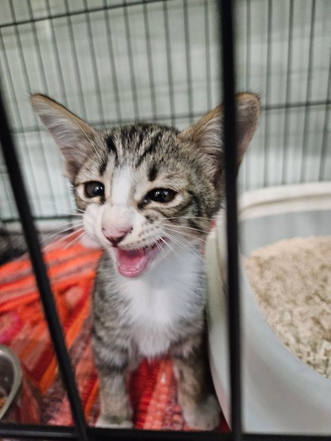 Trio&amp;cola - Calico + Domestic Short Hair Cat