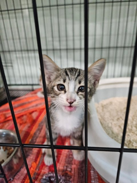 Trio&amp;cola - Calico + Domestic Short Hair Cat