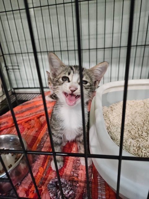 Trio&amp;cola - Calico + Domestic Short Hair Cat