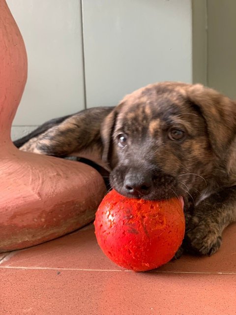 Max - Terrier Mix Dog