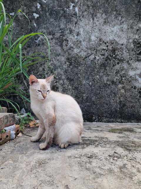 Sisi - Siamese + Domestic Medium Hair Cat