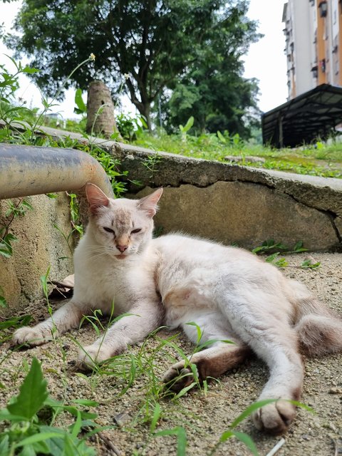 Sisi - Siamese + Domestic Medium Hair Cat