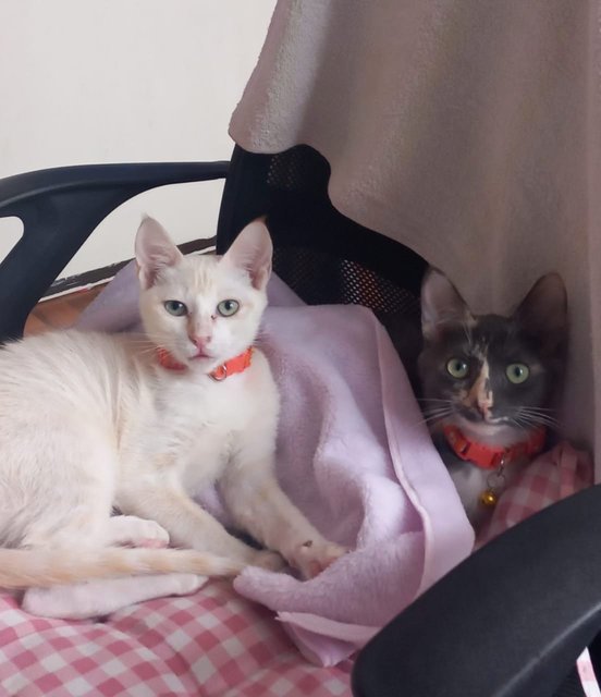 Kopi Dan Teh - Domestic Medium Hair Cat