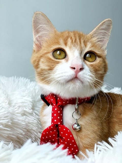 Chairman Meow - Domestic Short Hair Cat