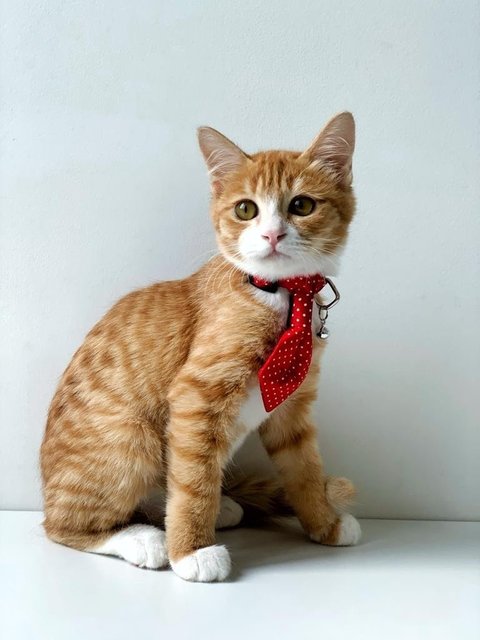 Chairman Meow - Domestic Short Hair Cat