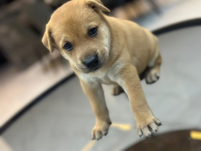 4 Puppies  - Mixed Breed Dog