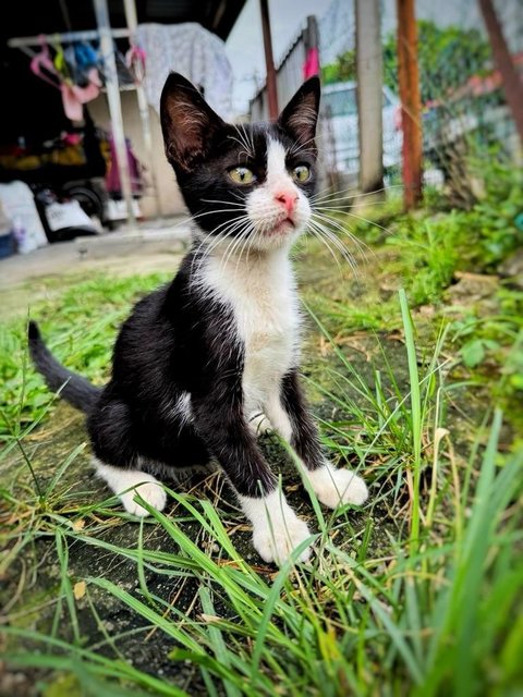 Oxford - Domestic Short Hair Cat