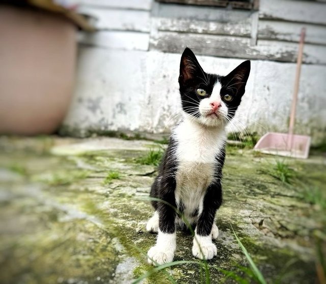 Oxford - Domestic Short Hair Cat