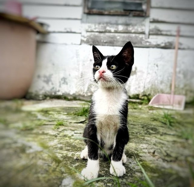 Oxford - Domestic Short Hair Cat