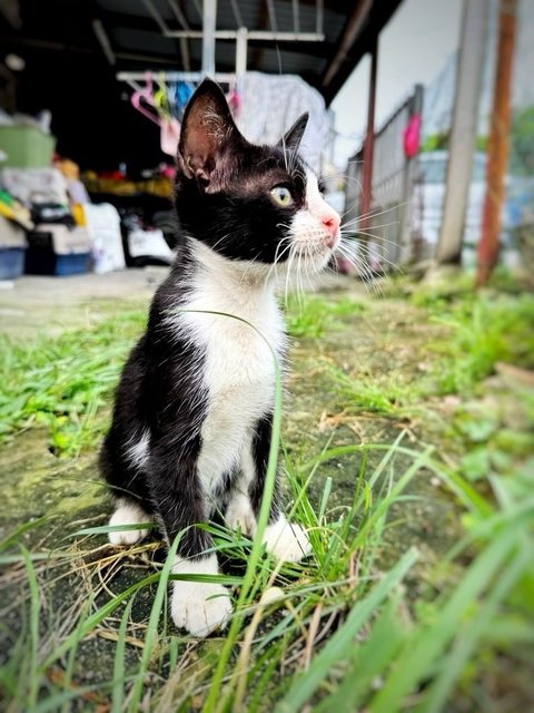 Oxford - Domestic Short Hair Cat