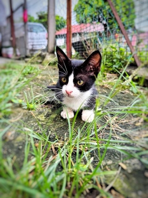 Oxford - Domestic Short Hair Cat