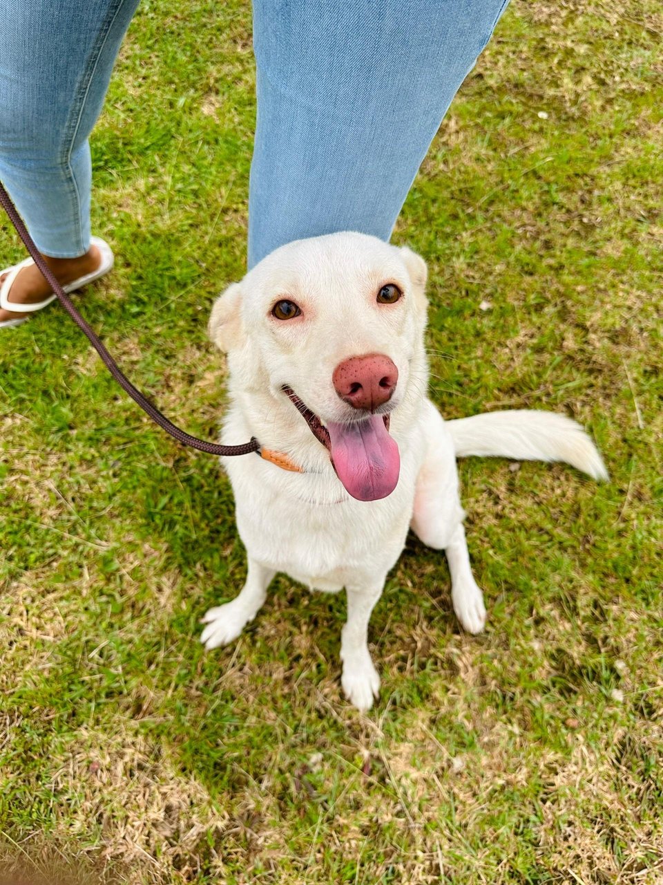 Elsa - Mixed Breed Dog