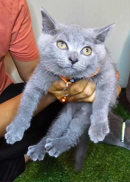 Bsh Kittens - British Shorthair Cat