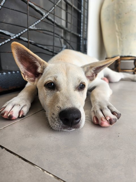 Milly🐾🐾 - Mixed Breed Dog