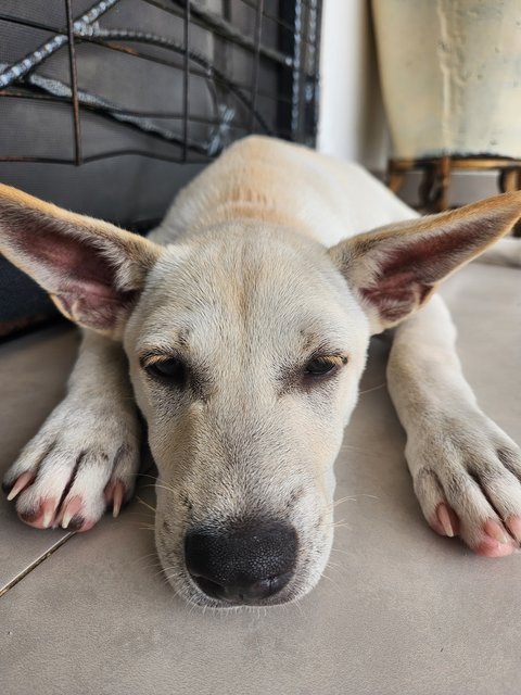 Milly🐾🐾 - Mixed Breed Dog