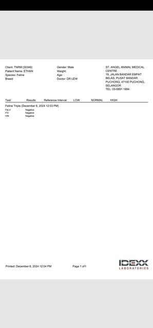 Tested negative in FIV, FeLV & HW.