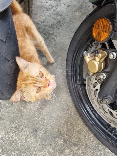 Oyen Boy - Oriental Short Hair Cat