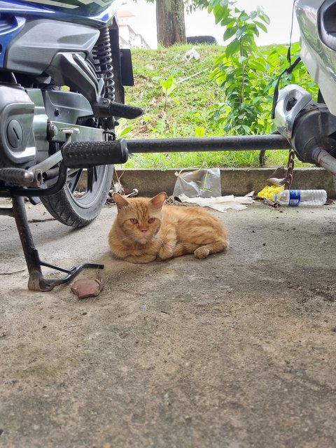 Oyen Boy - Oriental Short Hair Cat