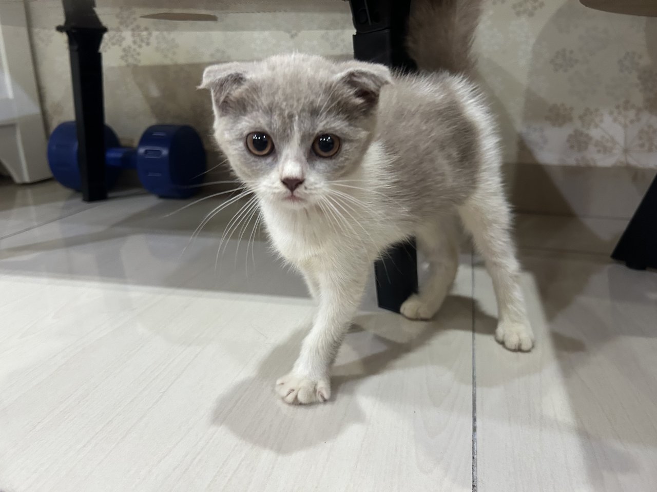 Scottish Fold  - Scottish Fold Cat