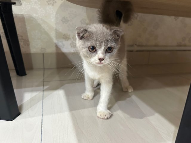 Scottish Fold  - Scottish Fold Cat