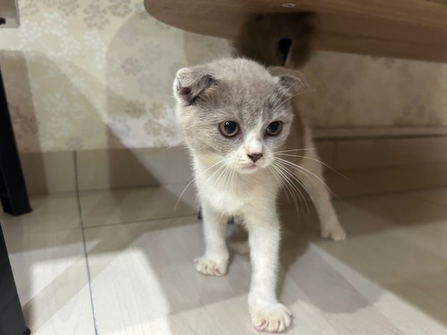 Scottish Fold  - Scottish Fold Cat