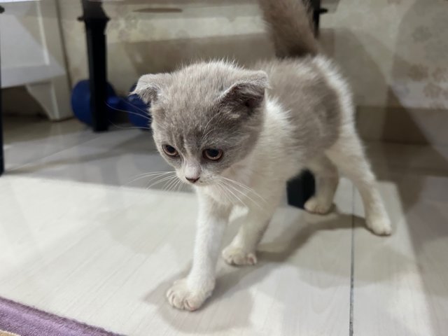 Scottish Fold  - Scottish Fold Cat