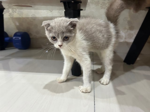 Scottish Fold  - Scottish Fold Cat